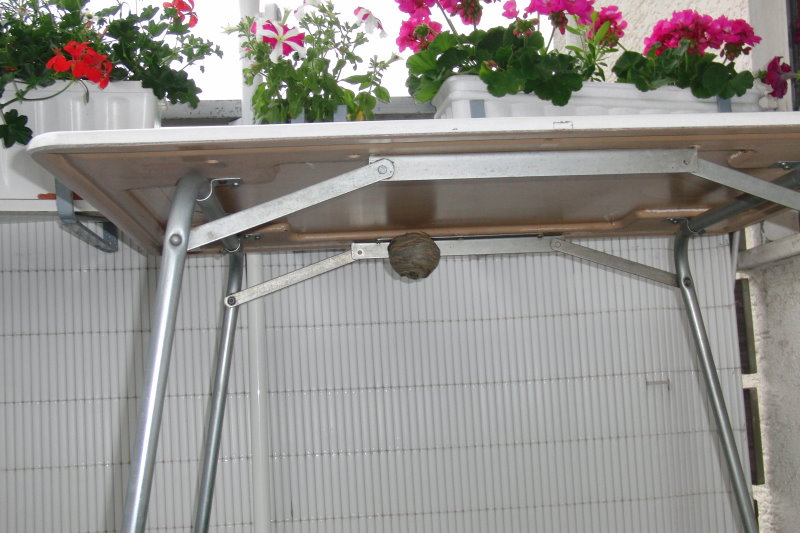 Sächsische Wespe Bildergallerie